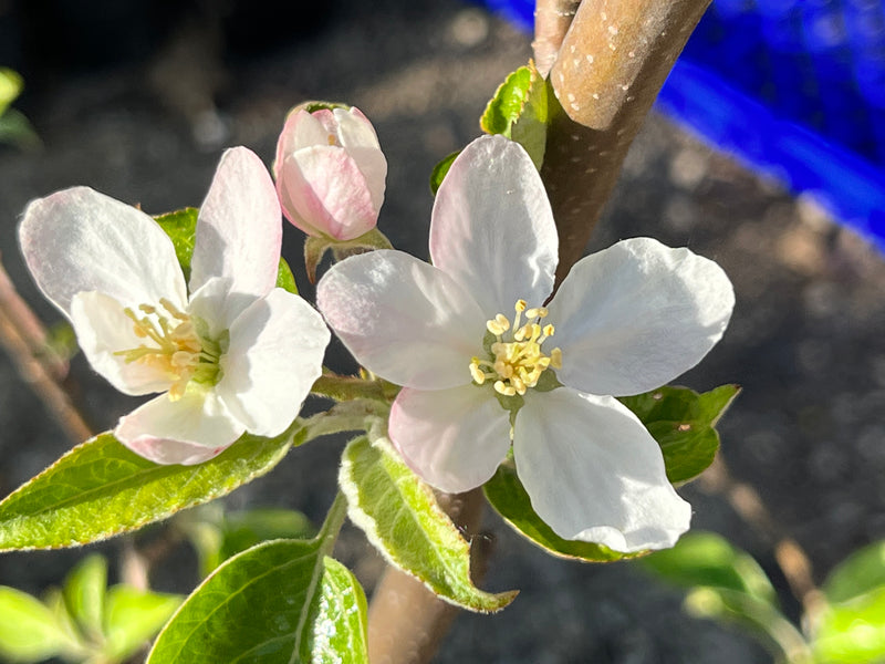 Royal Court Cortland Apple Tree