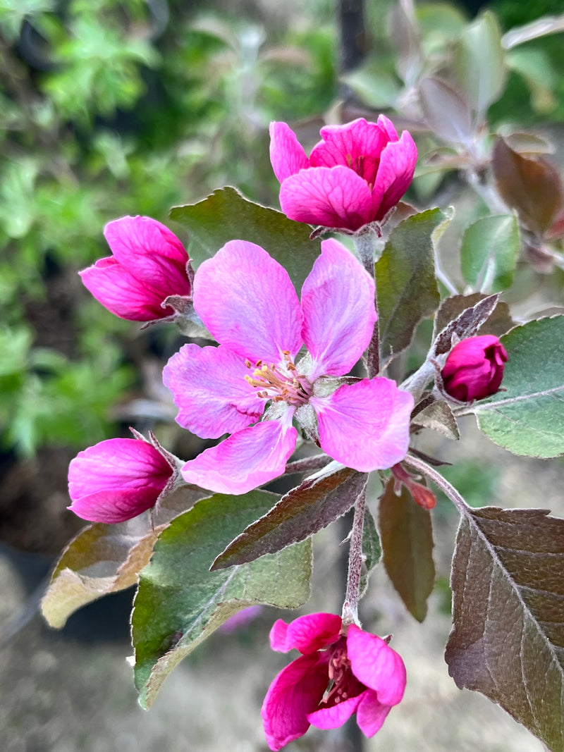Red King Apple Tree