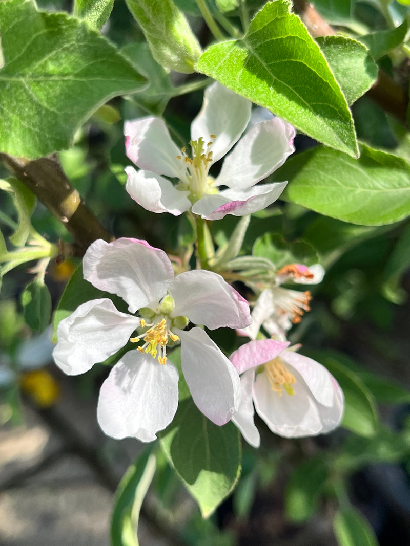 Royal Empire Apple Tree