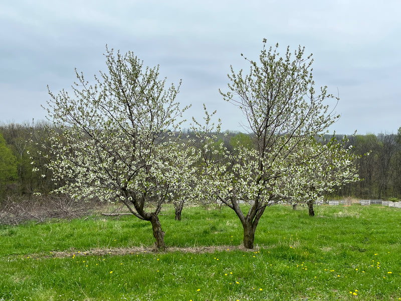 Balaton Cherry Tree
