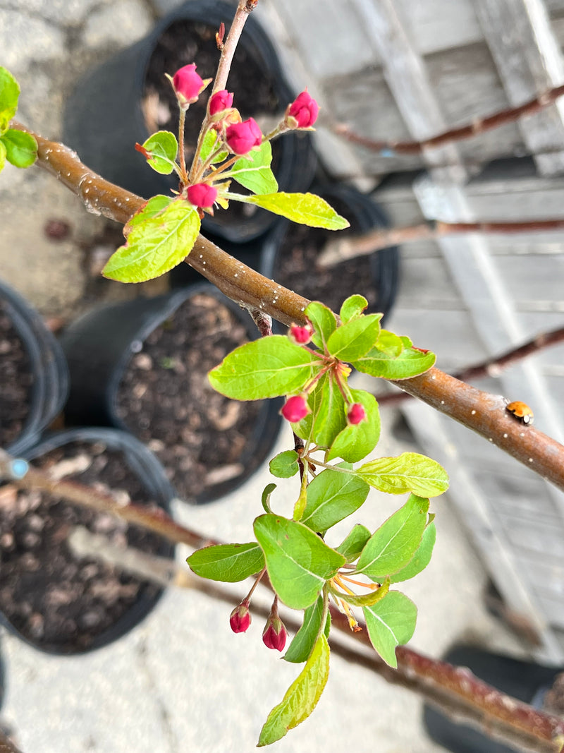 Frettingham Crabapple Trees