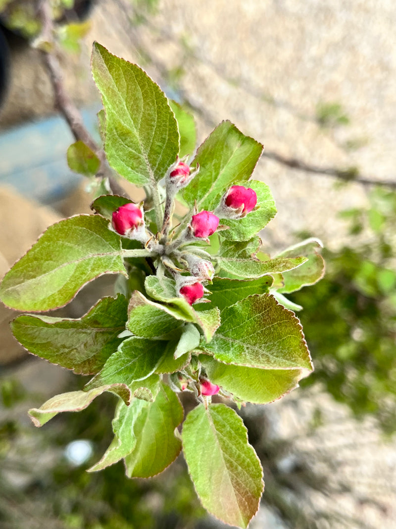 Honeygold Apple Trees