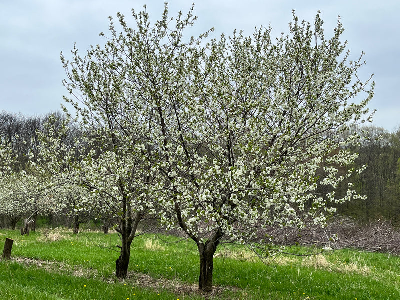 Balaton Cherry Tree