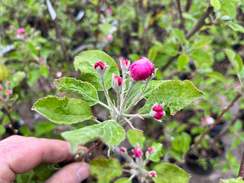 Pink Pearl Apple Trees