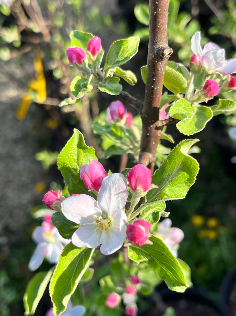 Sweet Sixteen Apple Tree