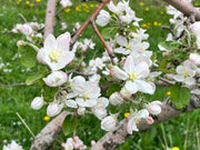 A branch of Jonadel apple tree with white blossoms in full bloom.