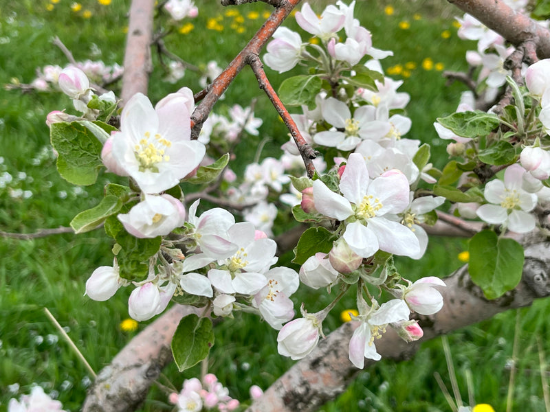 A branch of Jonadel apple tree with white blossoms in full bloom.