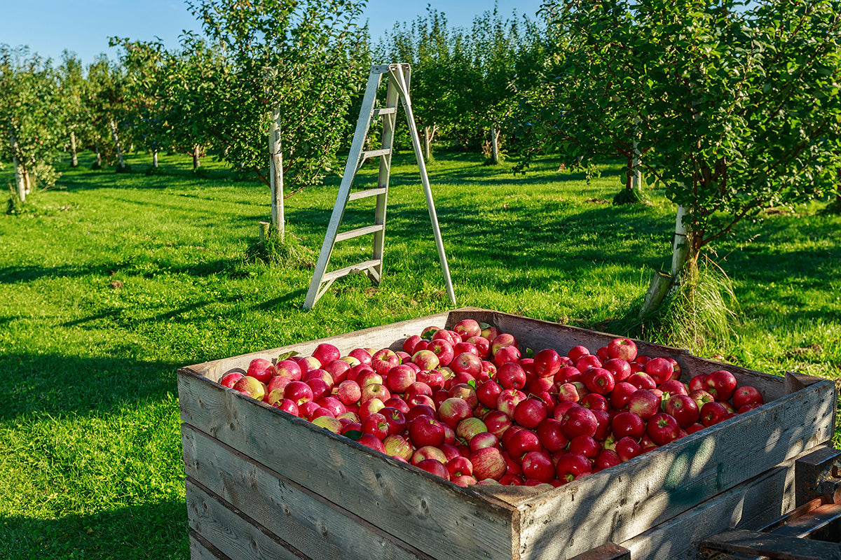 Honey Crisp Apple — Roots to Fruits Nursery