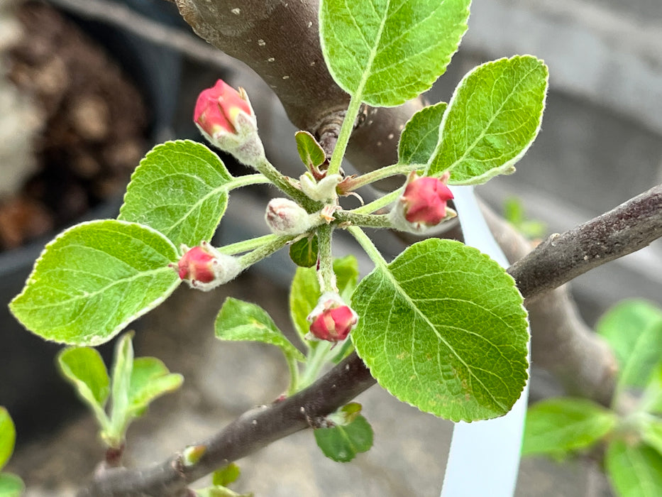 Triumph Apple Tree