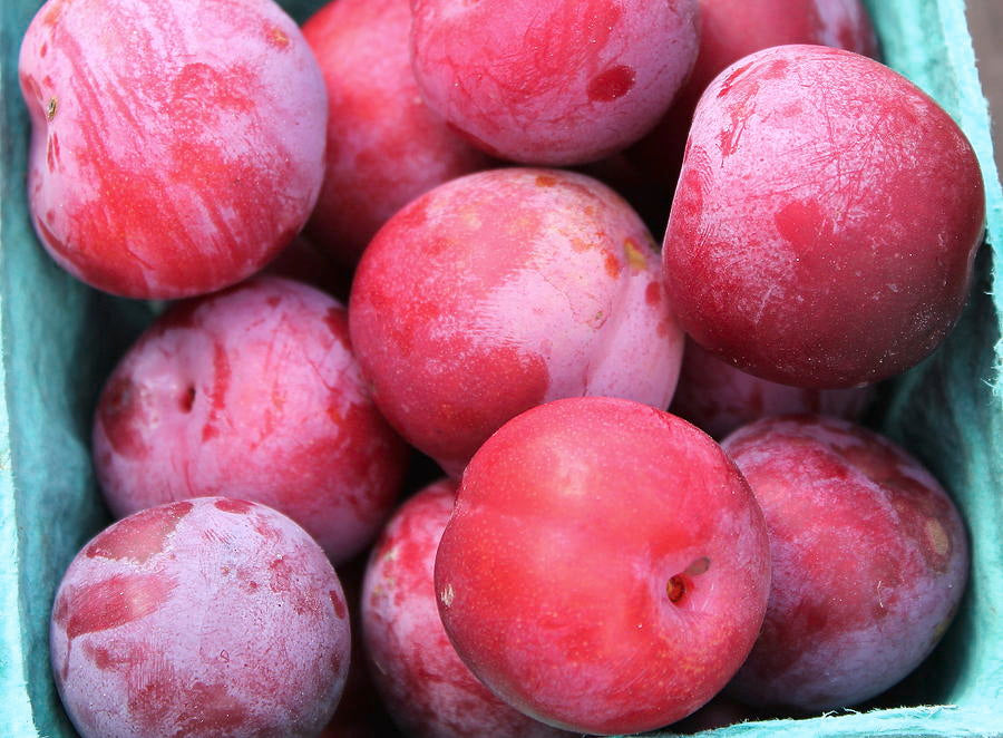 Toka Plum