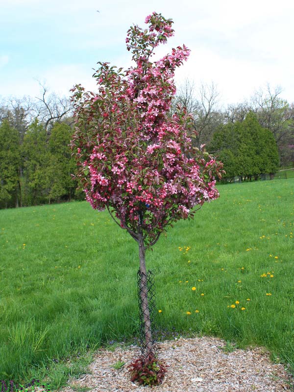Red Baron Flowering Crabapple Tree