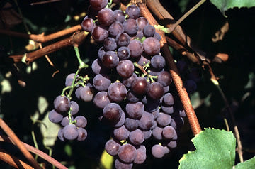 Catawba Grape Vine