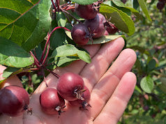 Whitney Crabapple Tree