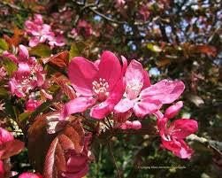 Royalty Flowering Crabapple Tree