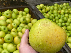 Rhode Island Greening Apple Tree