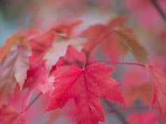 October Glory Maples Trees
