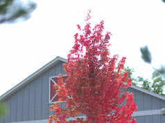 October Glory Maples
