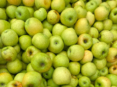 Rhode Island Greening Apple Tree