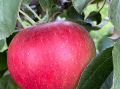 Royal Red Honeycrisp Apple