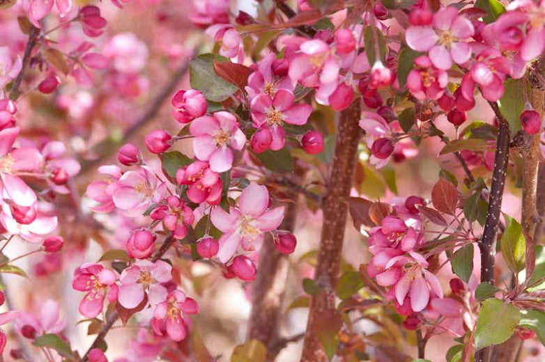 Thundercloud Flowering Crabapple Tree