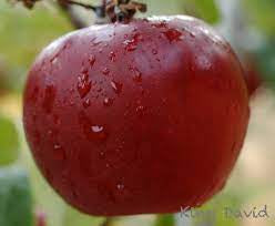 King David Apple Trees