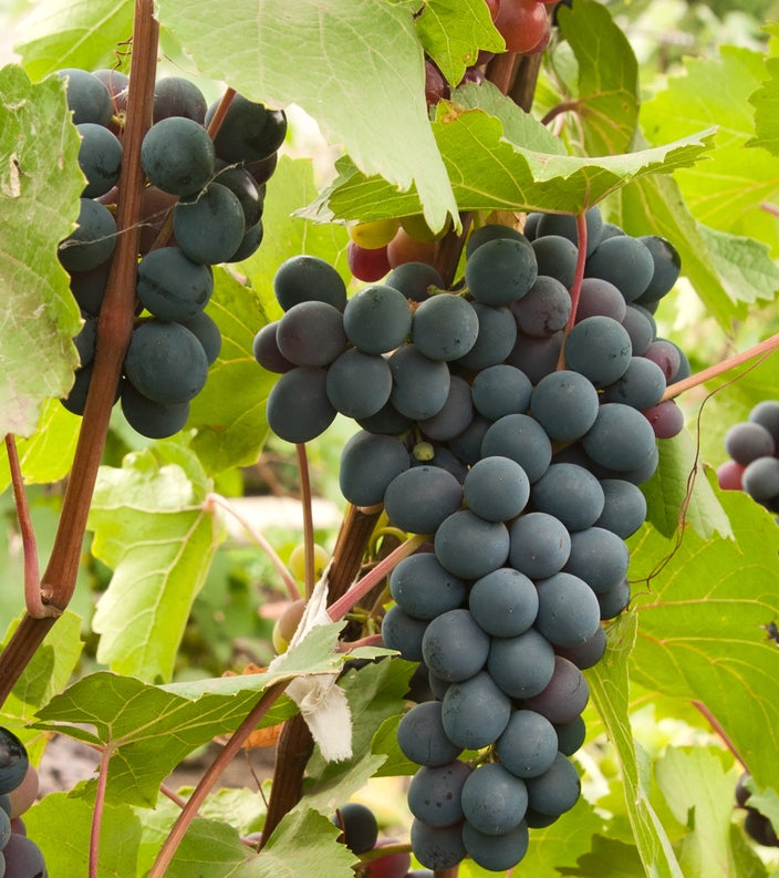 Marquette Grape — Roots to Fruits Nursery