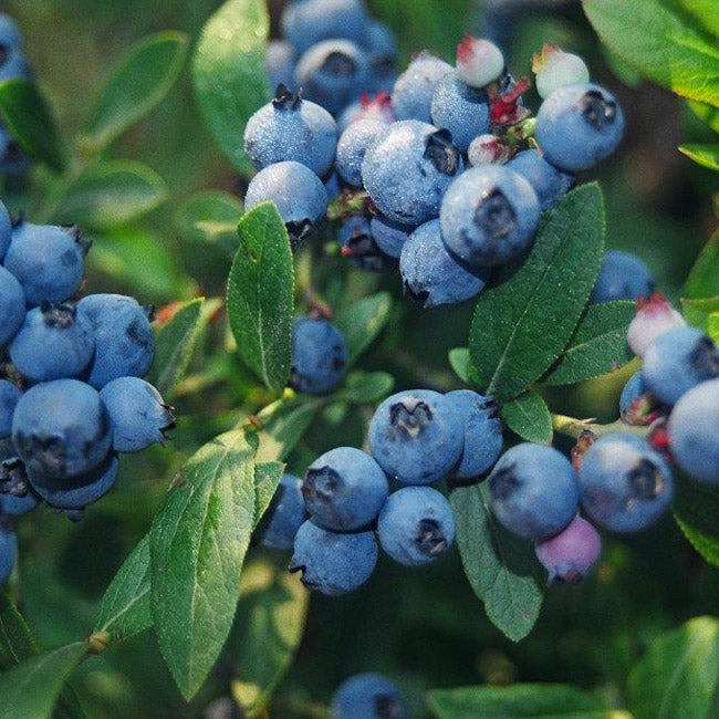 North Country Blueberry Bushes