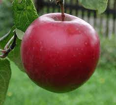 William's Pride Apple Tree