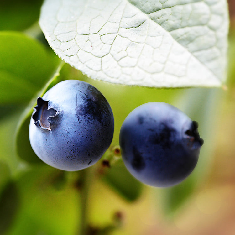 Brunswick Blueberry Bush