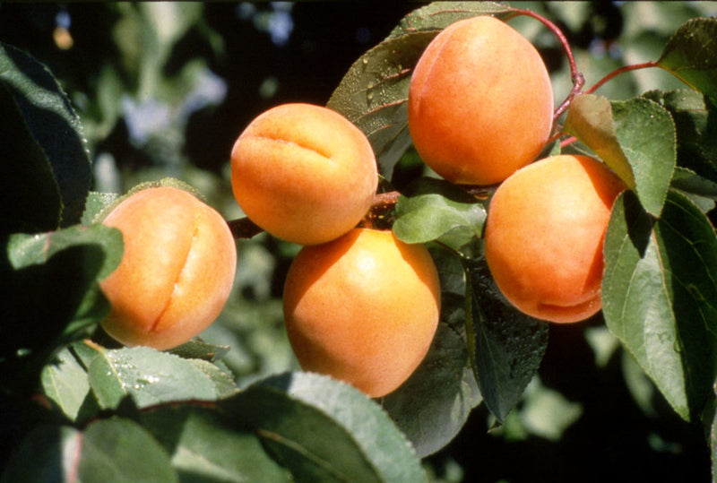 Goldrich Apricot Trees