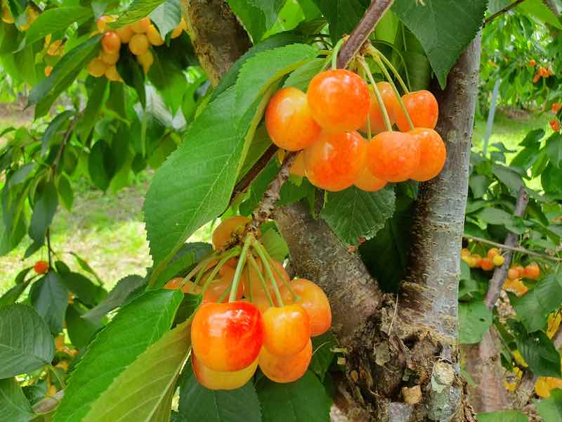 Rainier Cherry Tree