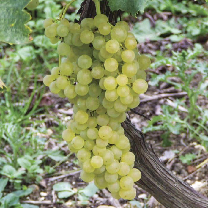 Himrod Grape Vines