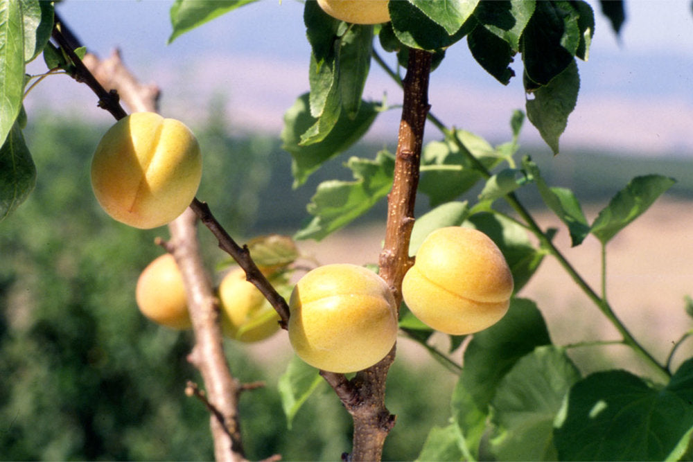 Mormon Apricot Trees