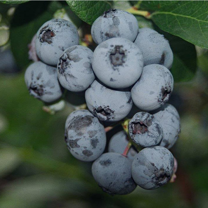 Blue Crop Blueberry