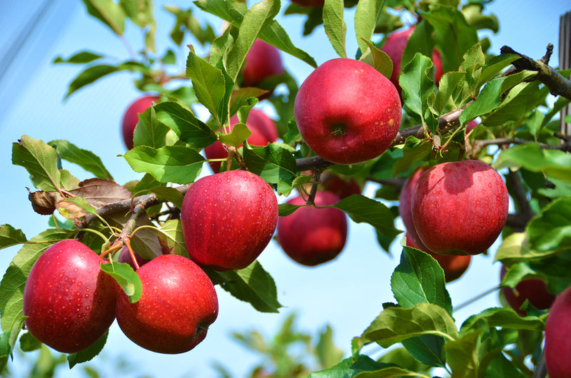 Stayman Winesap Apple Tree