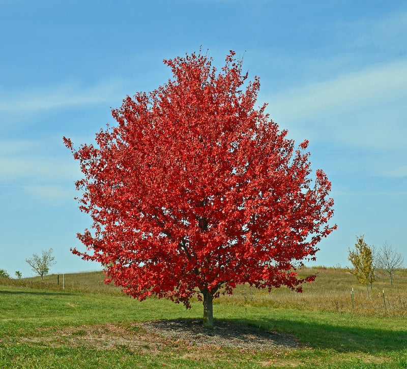 Red Sunset Maple Tree