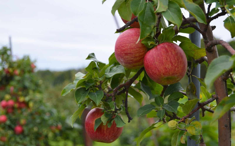 Royal Court Cortland Apple Tree