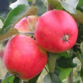 Pixie Crunch Apple Trees