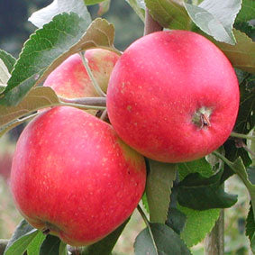 Pixie Crunch Apple