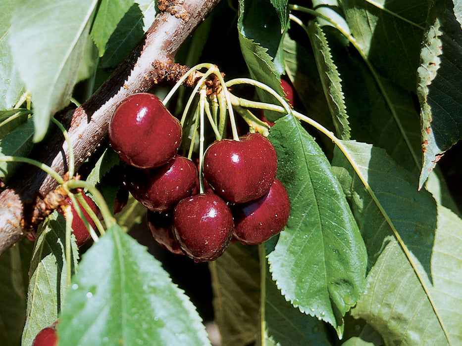 Lapins Sweet Cherry