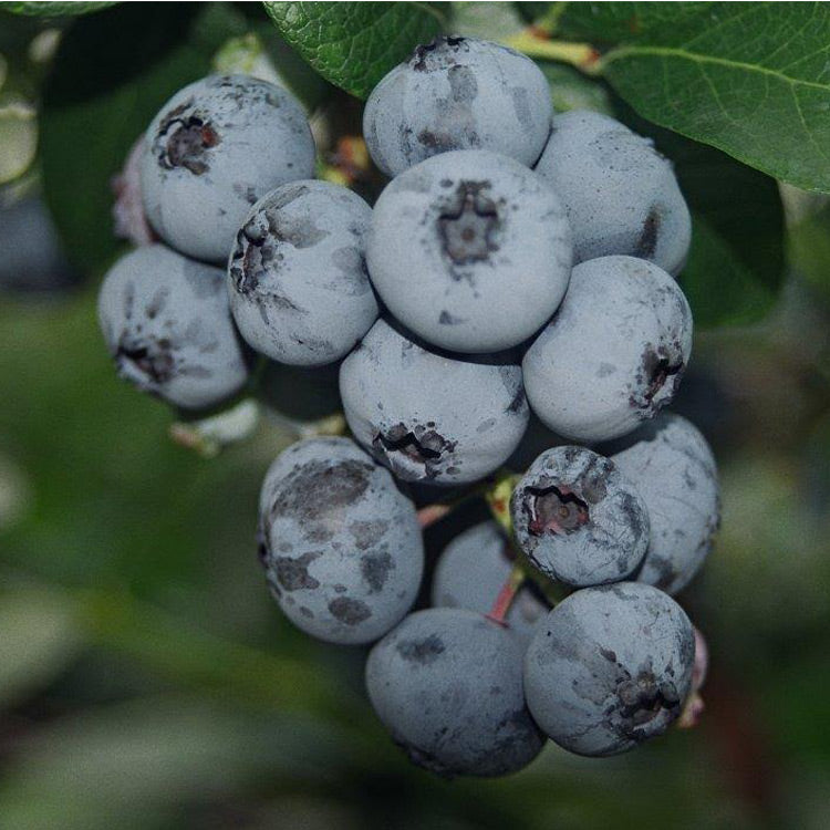 Chippewa Blueberry Roots to Fruits Nursery