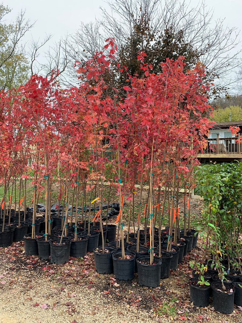 Autumn Blaze Maple Tree