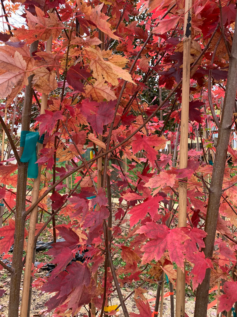 Autumn Blaze Maple Tree