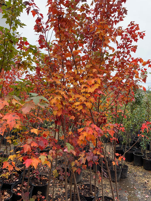 Northern Red Maples