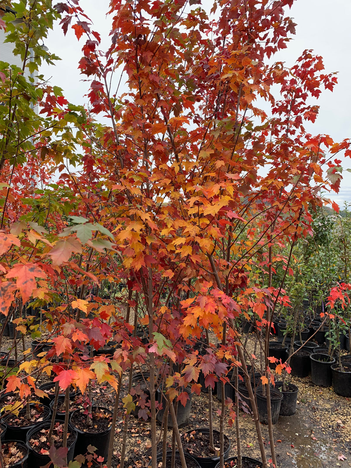 Sienna Glen Maple — Roots To Fruits Nursery