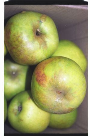 Bramley's Seedling Apple Tree