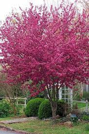Radiant Flowering Crabapple Tree