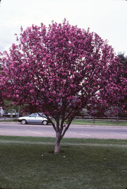 Thundercloud Flowering Crabapple Tree