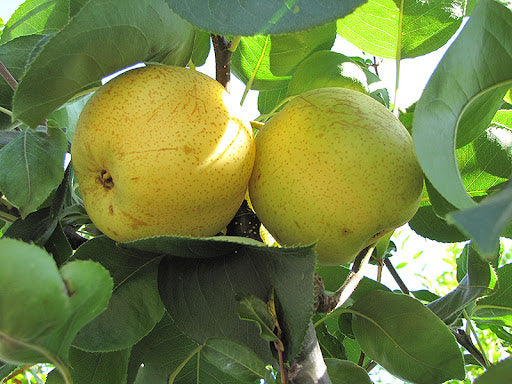 Roman Roots Nursery Shinseiki Pear Tree