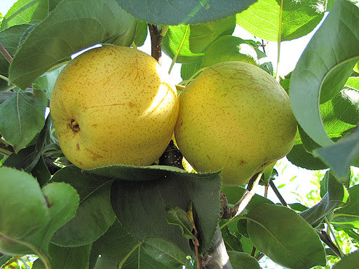 Shinseiki Pear